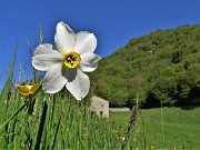 01 Il primo narciso solitario che vediamo salendo da Roncola in Linzone ci annuncia le distese che vedremo in alto